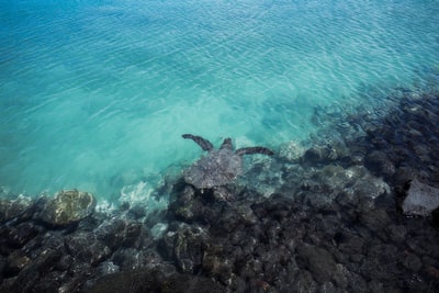 乌龟在海里游泳